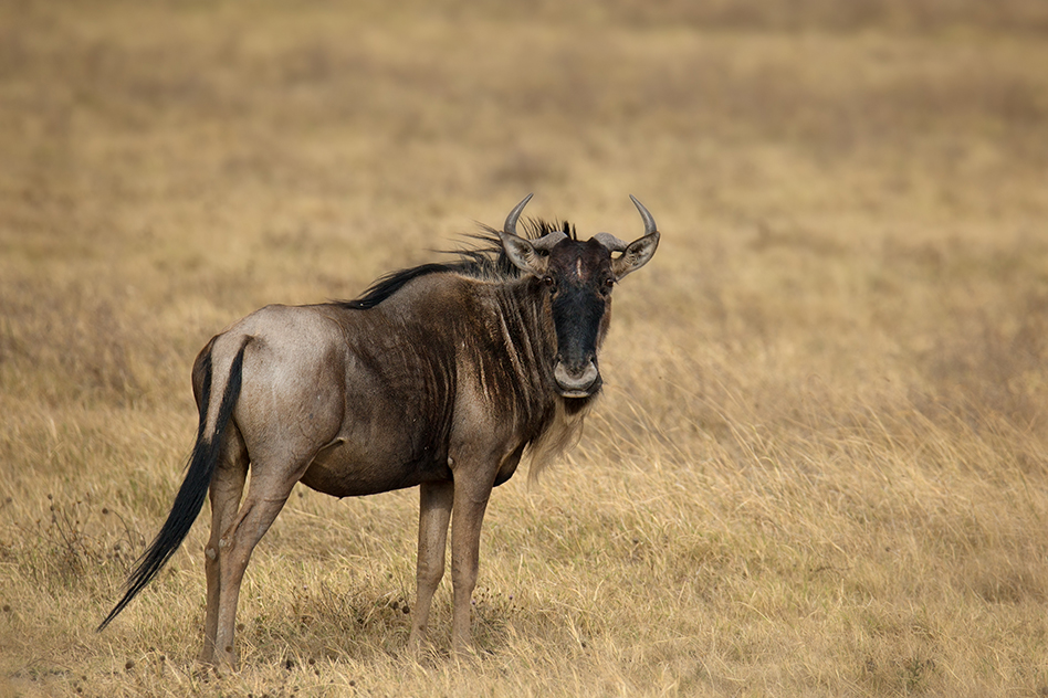 gnou-tanzania-safari-ngorongoro