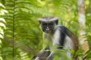 singe dans un arbre en safari en tanzanie